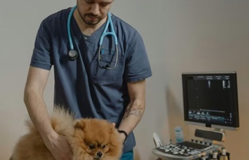 Vet career schools